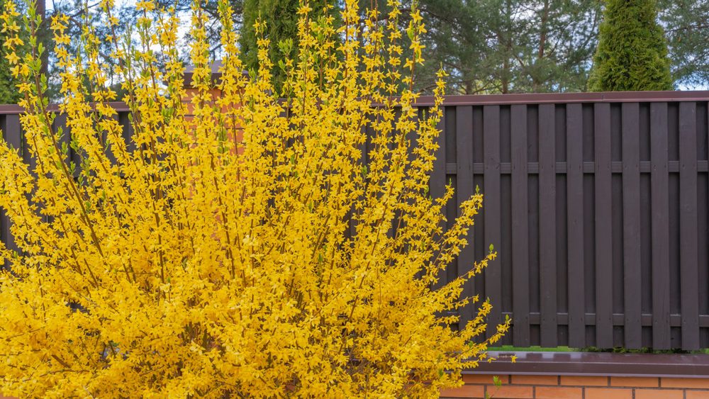 Forsythia - Plants that grow under any conditions