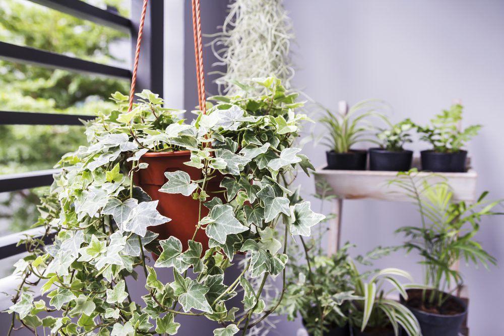 English Ivy-indoor plants