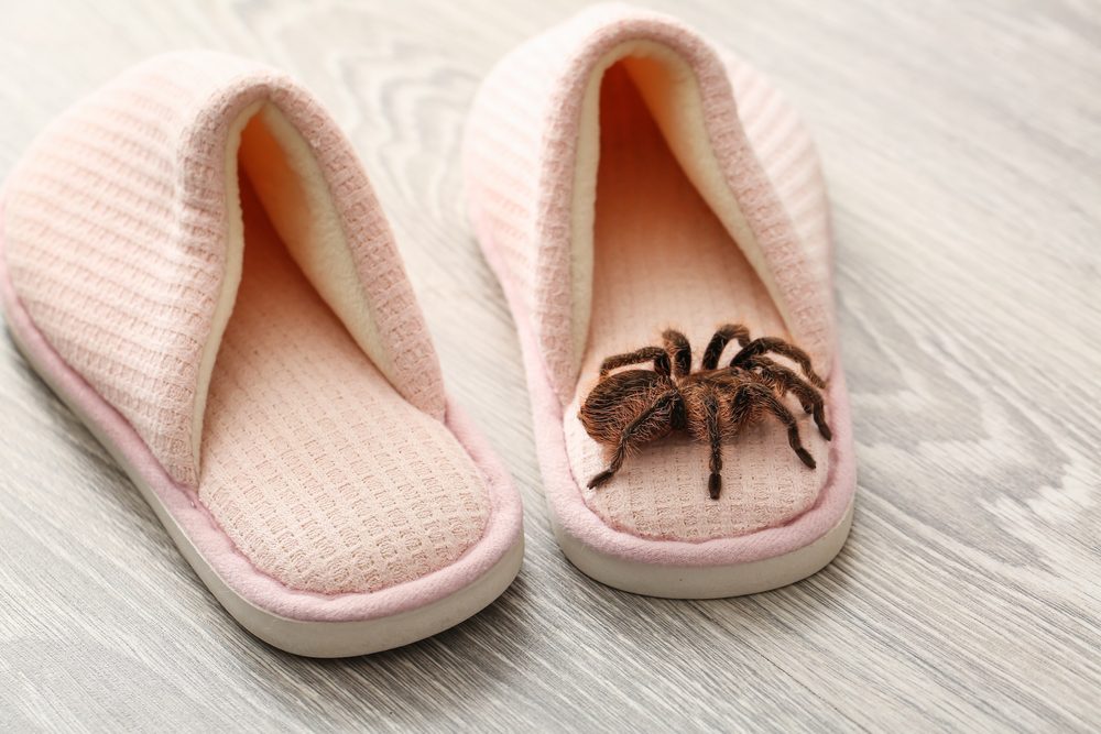 spider-shoes
