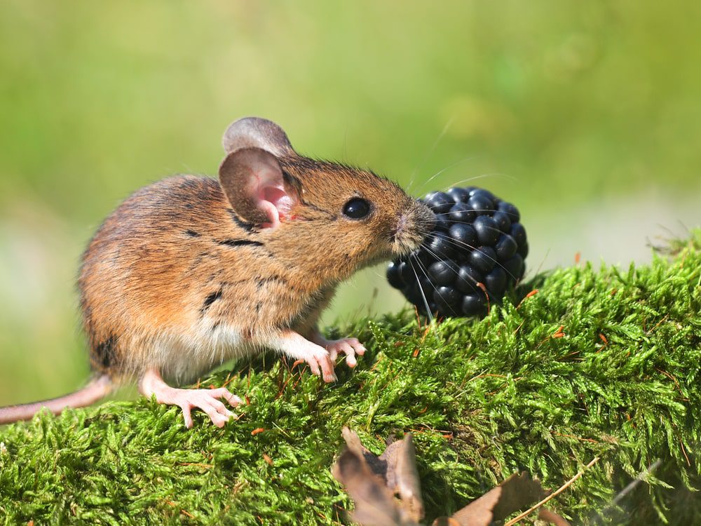 plants attract mice