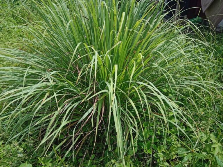 Get Rid of Mosquitoes Fast 5 Ways to Protect Your Yard and Home The